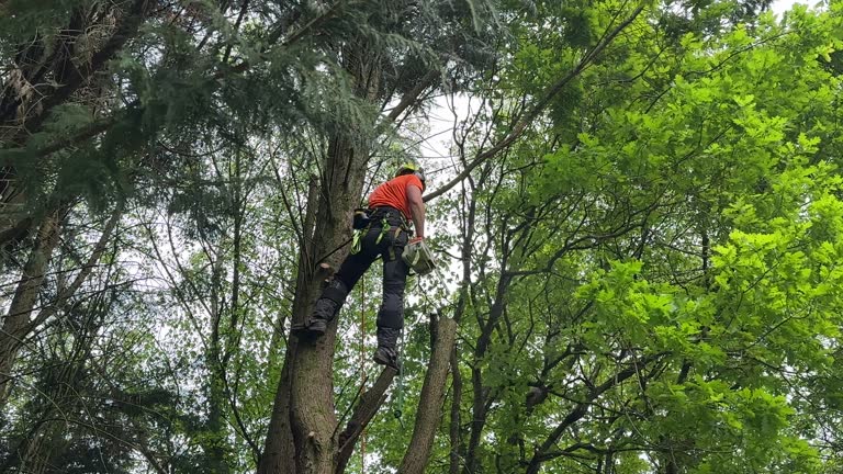 Best Tree and Shrub Care  in Minden, LA